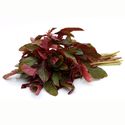 FRESH RED NOTE SAAG - 250 GM